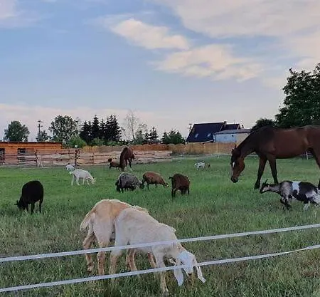 Gospodarstwo agroturystyczne Agroturystyka Gawra Chorzępowo Sieraków Puszcza Notecka