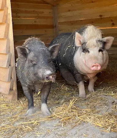 Agroturystyka Gawra Chorzępowo Sieraków Puszcza Notecka Gospodarstwo agroturystyczne *