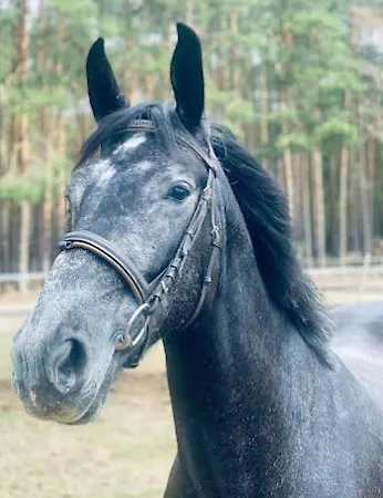 Agroturystyka Gawra Chorzępowo Sieraków Puszcza Notecka *