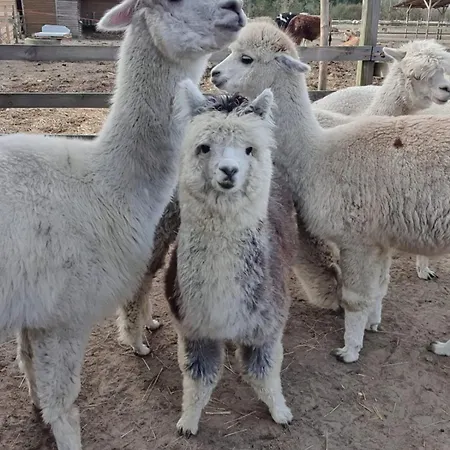 Gospodarstwo agroturystyczne Agroturystyka Gawra Chorzępowo Sieraków Puszcza Notecka Sierakow (Greater Poland)