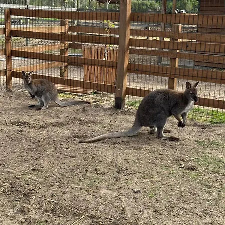 Gawra Chorzepowo Puszcza Notecka Farm stay Sierakow (Greater Poland)