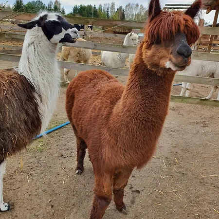 Gawra Chorzepowo Puszcza Notecka Sierakow (Greater Poland)
