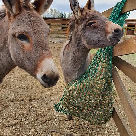 Agroturystyka Gawra Chorzępowo Sieraków Puszcza Notecka Gospodarstwo agroturystyczne