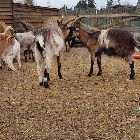 Gospodarstwo agroturystyczne Agroturystyka Gawra Chorzępowo Sieraków Puszcza Notecka *