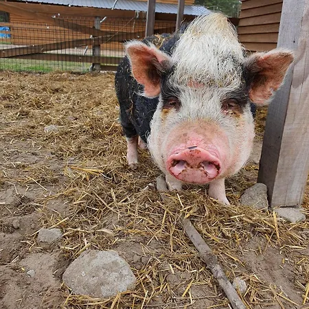 Agroturystyka Gawra Chorzępowo Sieraków Puszcza Notecka *