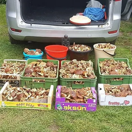 Agroturystyka Gawra Chorzępowo Sieraków Puszcza Notecka Sierakow (Greater Poland)