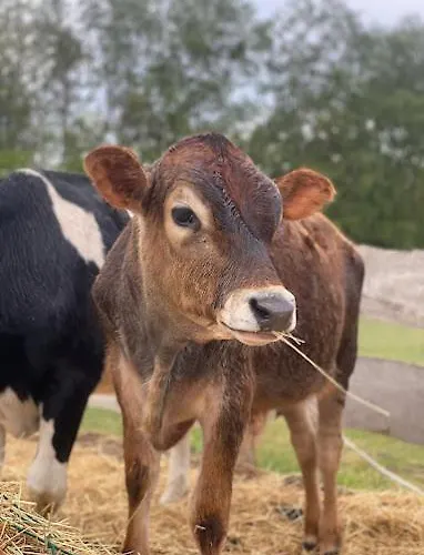 Gawra Chorzepowo Puszcza Notecka *