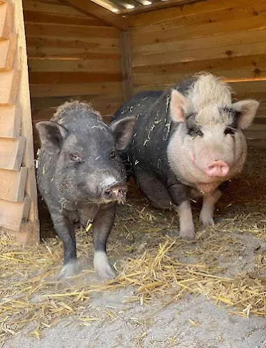 Gawra Chorzepowo Puszcza Notecka Farm stay *