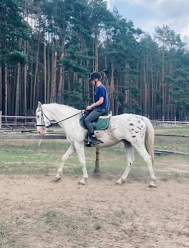Gawra Chorzepowo Puszcza Notecka Farm stay Sierakow (Greater Poland)