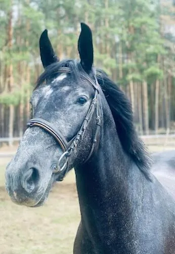 Gawra Chorzepowo Puszcza Notecka *