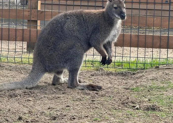 Gawra Chorzepowo Puszcza Notecka * Sierakow (Greater Poland)