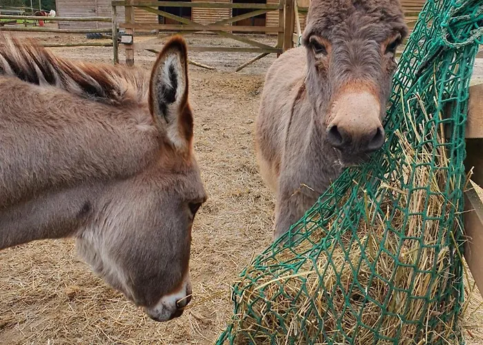 Farm stay Gawra Chorzepowo Puszcza Notecka