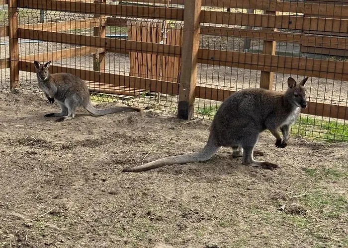 Gawra Chorzepowo Puszcza Notecka Farm stay Sierakow (Greater Poland)