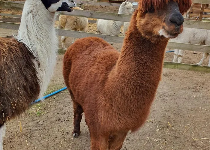 Gawra Chorzepowo Puszcza Notecka Sierakow (Greater Poland)