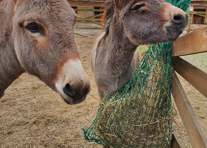 Gawra Chorzepowo Puszcza Notecka Farm stay