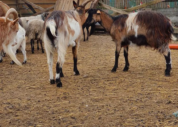 Farm stay Gawra Chorzepowo Puszcza Notecka *