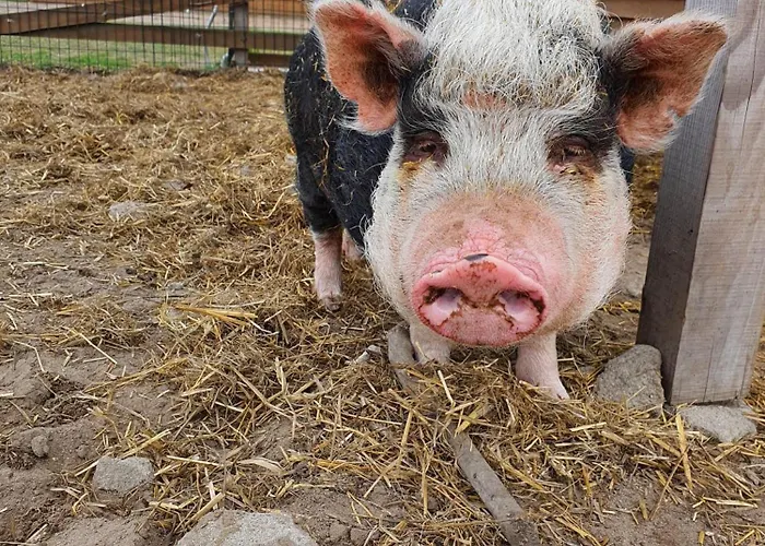 Gawra Chorzepowo Puszcza Notecka *