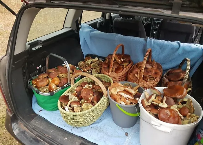 Farm stay Gawra Chorzepowo Puszcza Notecka