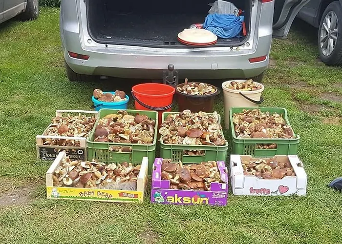 Gawra Chorzepowo Puszcza Notecka Sierakow (Greater Poland)